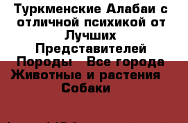 Туркменские Алабаи с отличной психикой от Лучших Представителей Породы - Все города Животные и растения » Собаки   